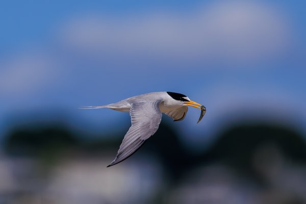 Least Tern
