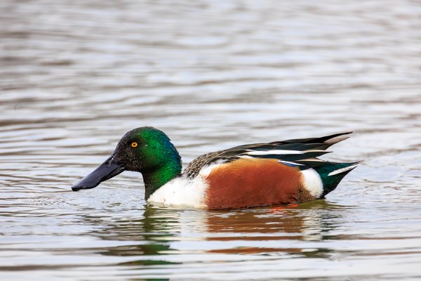 Northern Shoveler