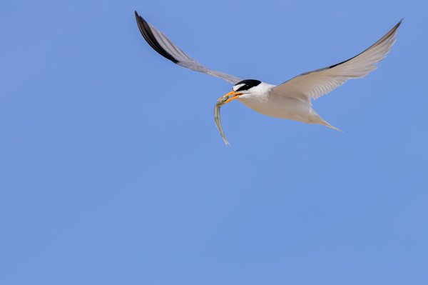 Least Tern