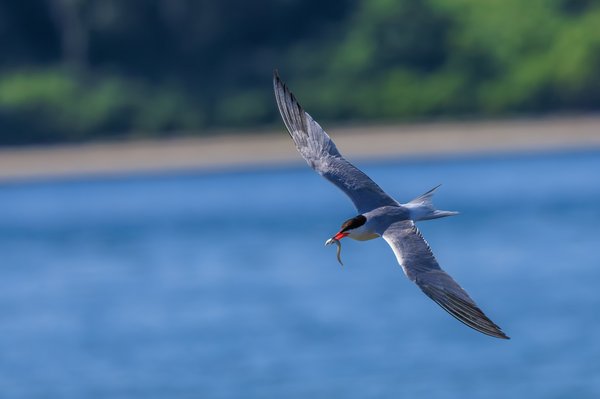 Common Tern