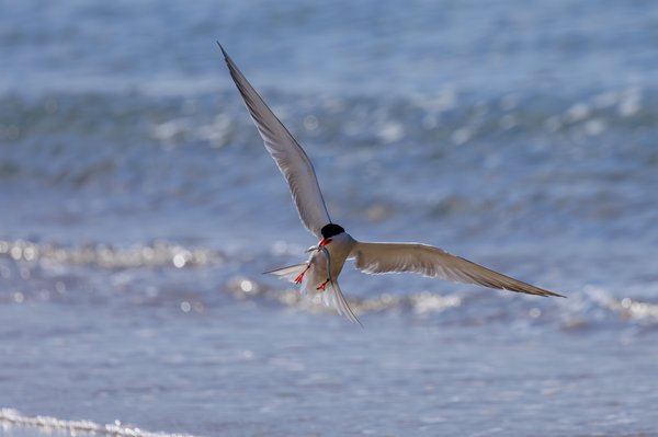 Common Tern