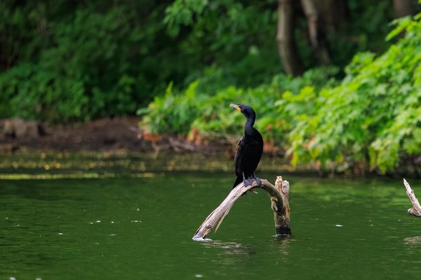 Double-crested Cormorant