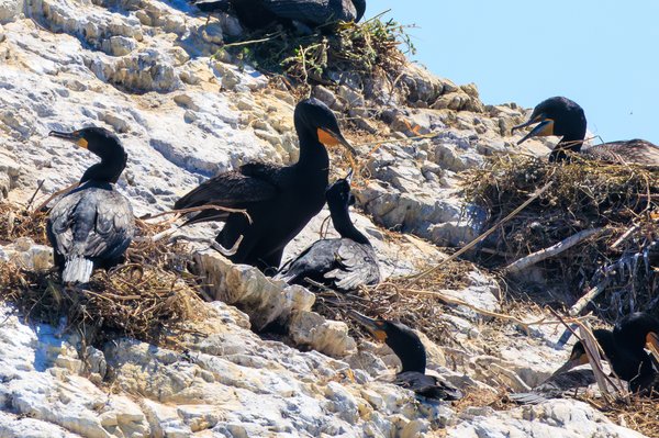 Double-crested Cormorant