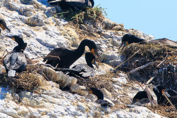 Double-crested Cormorant