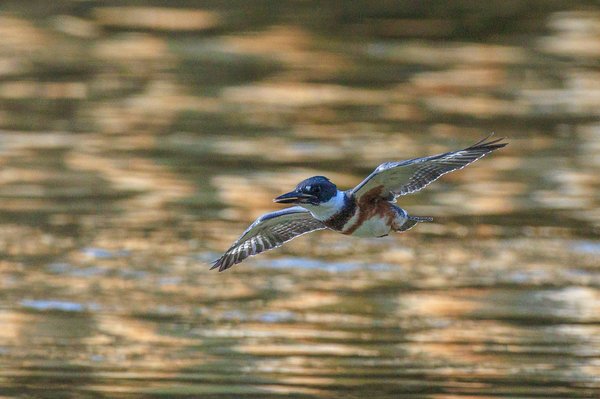 Belted Kingfisher