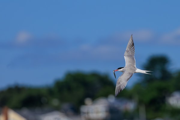 Common Tern