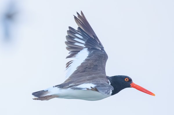 American Oystercatcher