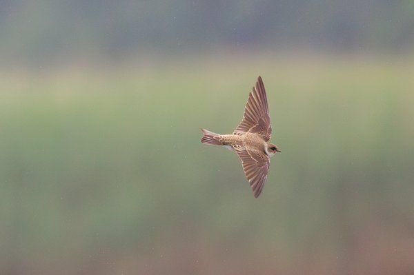 Northern Rough-winged Swallow