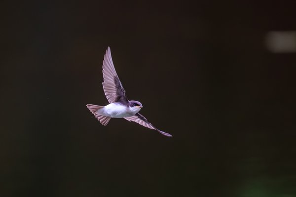 Tree Swallow
