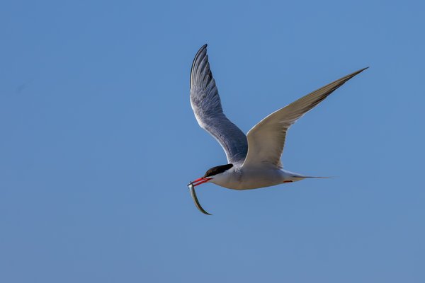 Common Tern