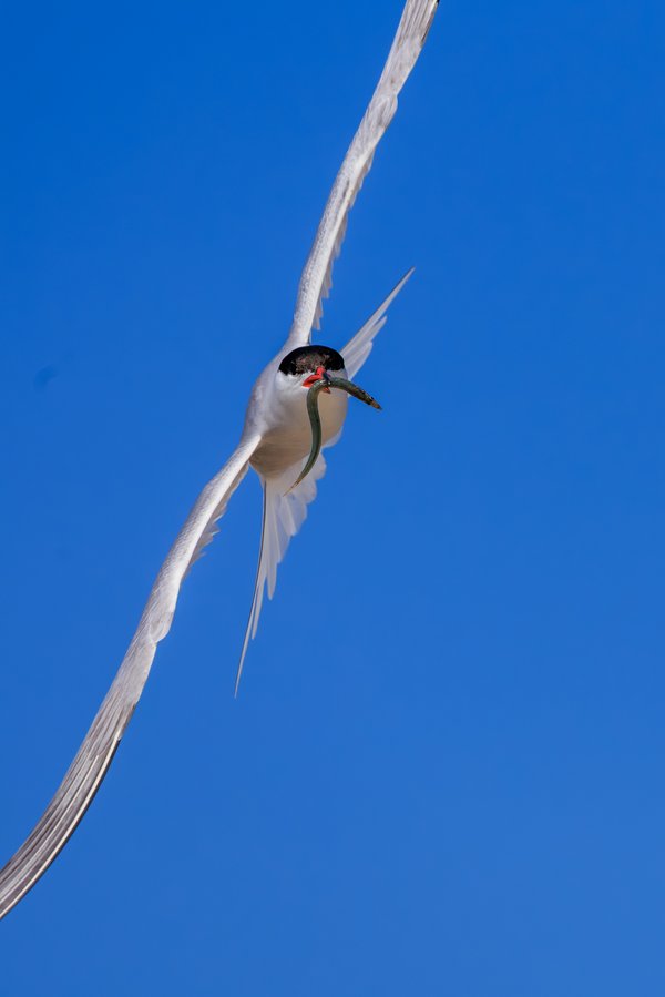 Common Tern