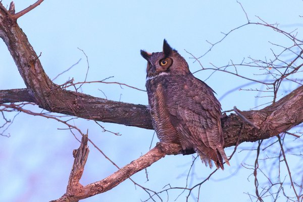 Great Horned Owl