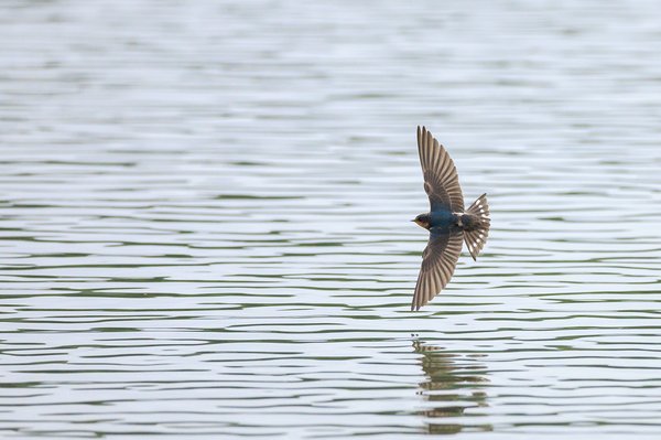 Barn Swallow