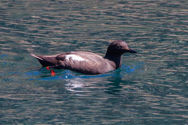 Pigeon Guillemot