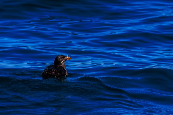Rhinoceros Auklet