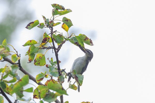 Red-eyed Vireo