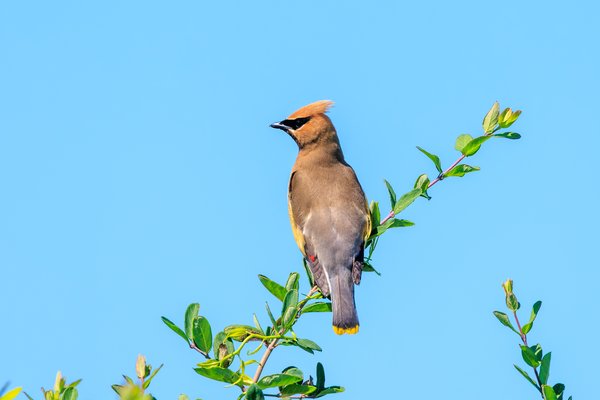 Cedar Waxwing