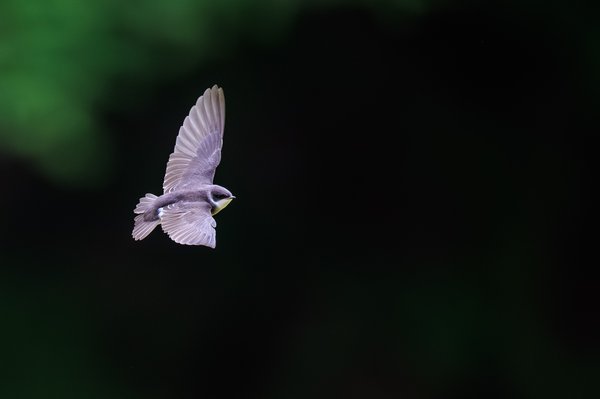 Tree Swallow