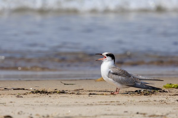 Common Tern
