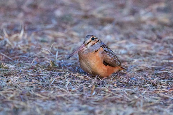 American Woodcock