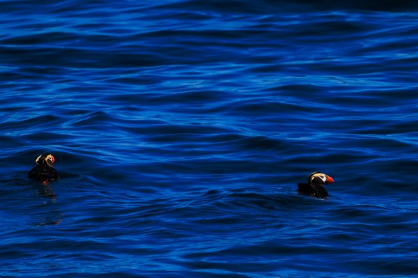 Tufted Puffin