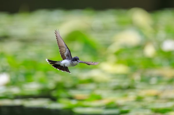 Eastern Kingbird