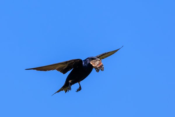 Purple Martin