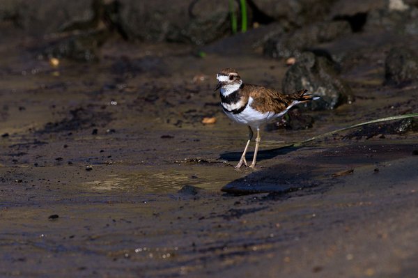 Killdeer