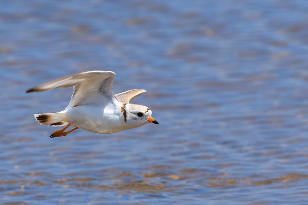 Piping Plover
