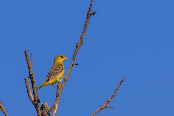 Orchard Oriole