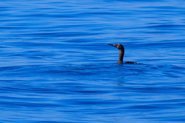 Double-crested Cormorant