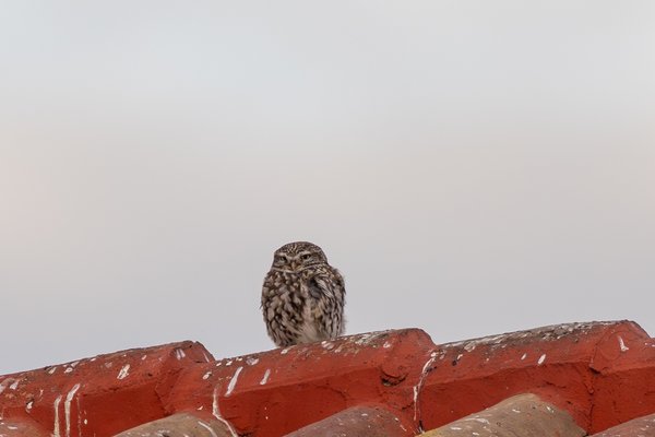 Little Owl