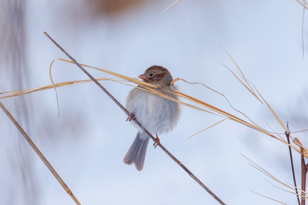 Field Sparrow