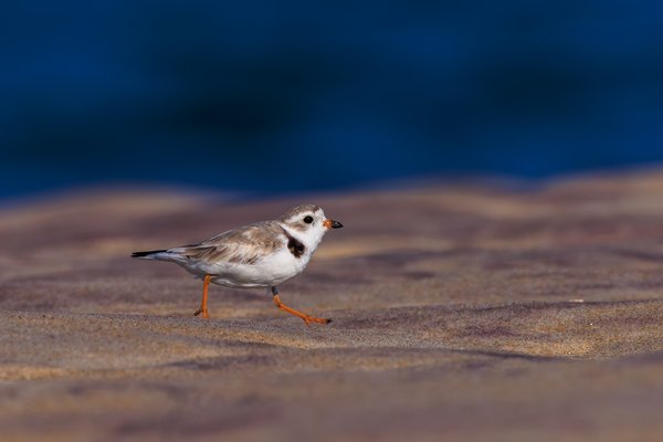 Piping Plover