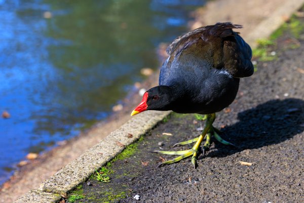 Common Moorhen