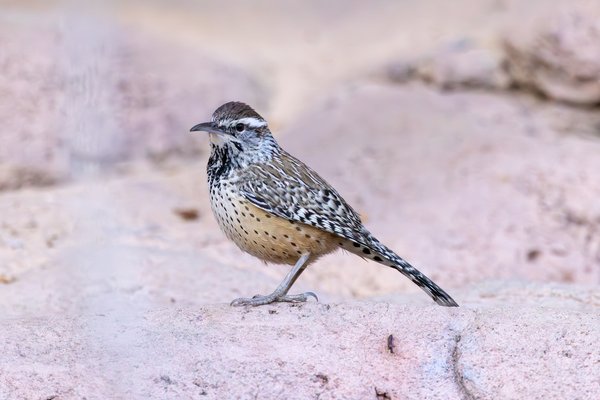 Cactus Wren