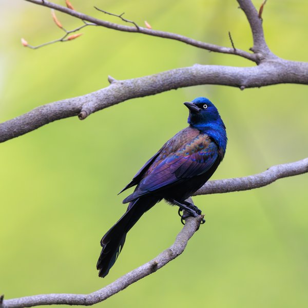 Common Grackle