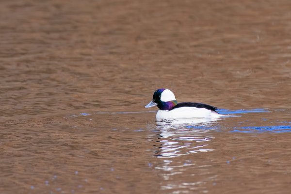 Bufflehead