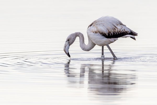 Greater Flamingo