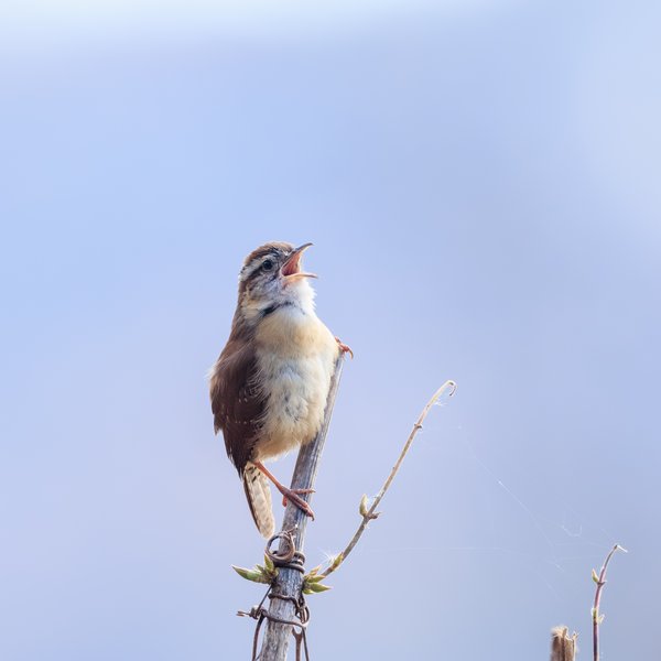 Carolina Wren