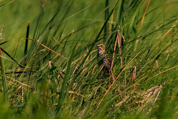 Saltmarsh Sparrow