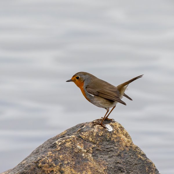 European Robin