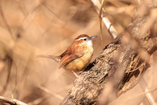 Carolina Wren