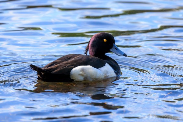 Tufted Duck
