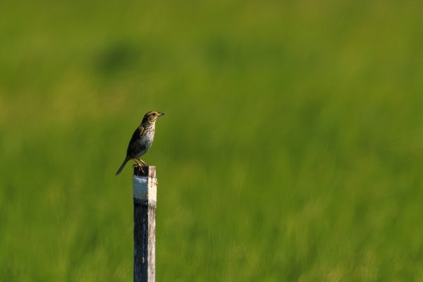 Saltmarsh Sparrow