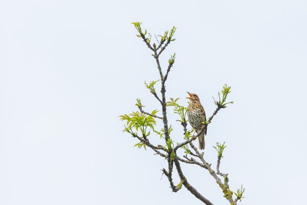 Song Thrush