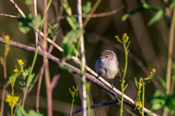 Bushtit