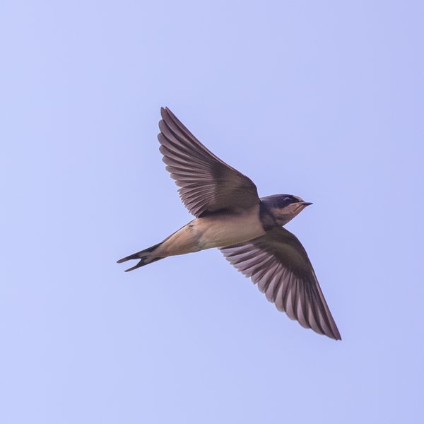 Barn Swallow