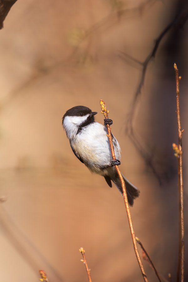 Black-capped Chickadee
