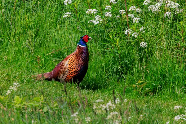 Ring-necked Pheasant